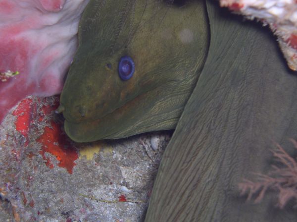 Murene verte Green moray Gymnothorax funebris